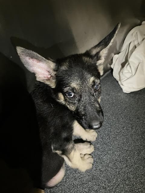 Momo - German Shepherd Dog