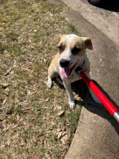 Kim - Parson Russell Terrier