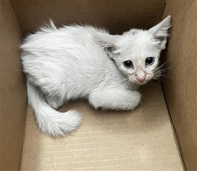 Sofia - Domestic Medium Hair