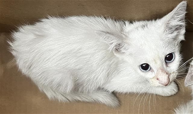 Sarabi - Domestic Medium Hair