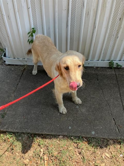 Lolli - Golden Retriever