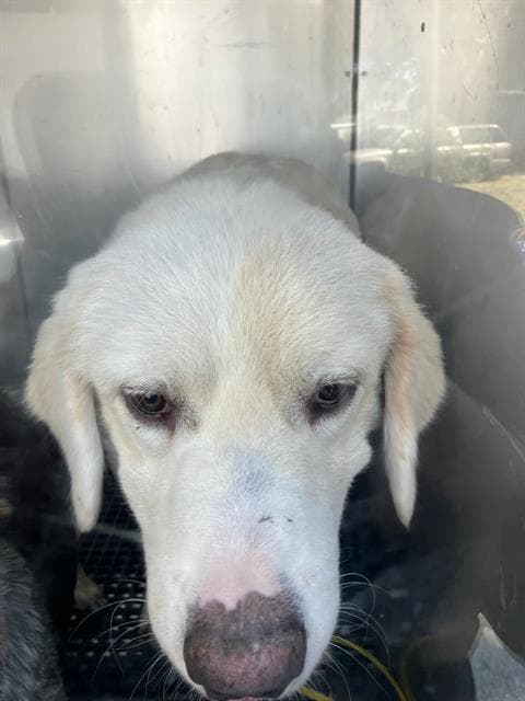 Cuddles - Golden Retriever
