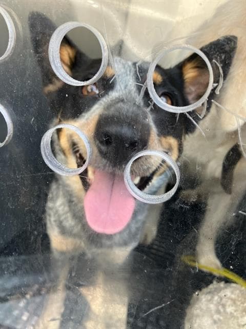 Dolly - Border Collie