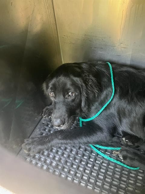 Duke - Labrador Retriever