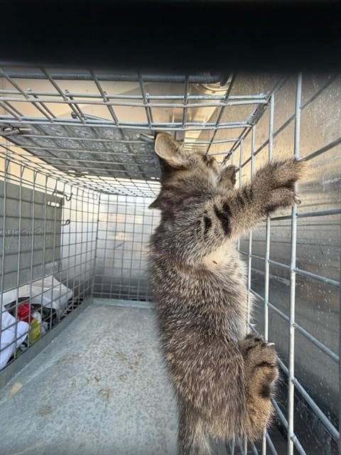 Streeter - Domestic Medium Hair