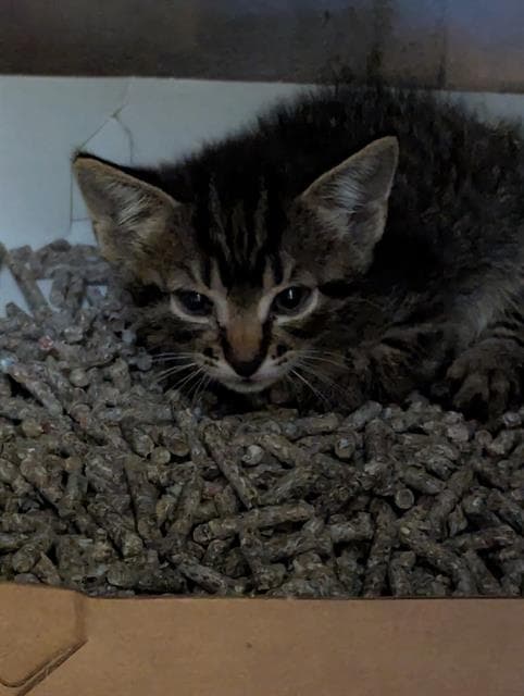 Streeter - Domestic Short Hair