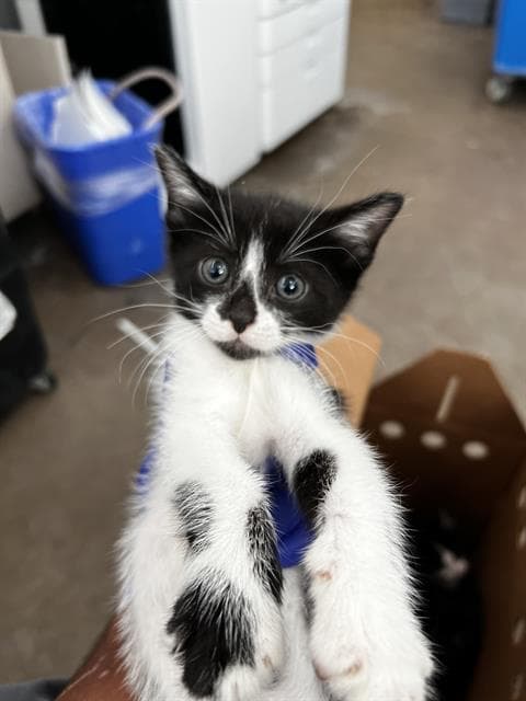Cowboy - Domestic Medium Hair