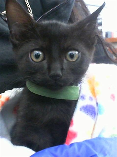 Hex - Domestic Short Hair
