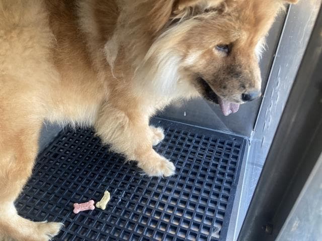 Handsome - Chow Chow