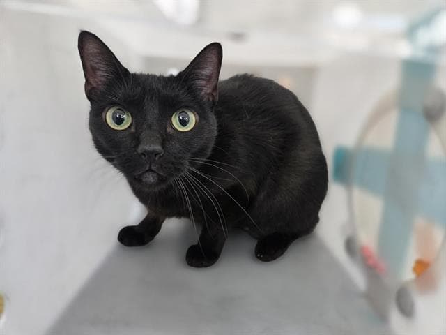 Anais - Domestic Short Hair