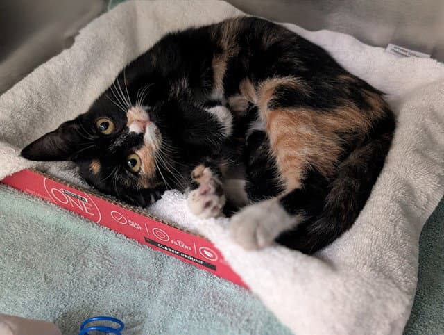 Ruby - Domestic Short Hair