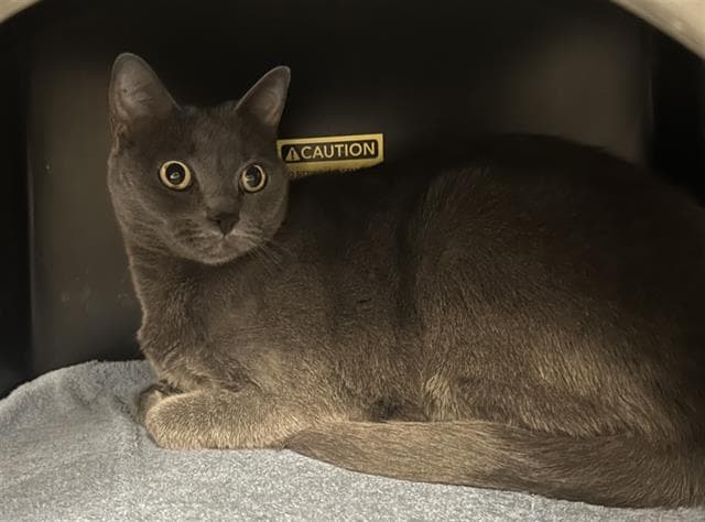Nala - Domestic Short Hair