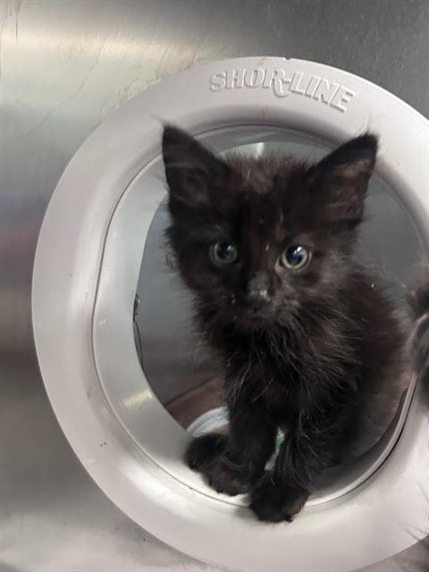 Fire - Domestic Medium Hair