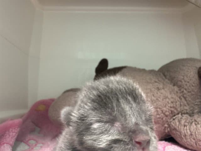Minnie - Domestic Short Hair