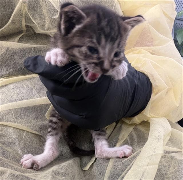 Buttercup - Domestic Short Hair