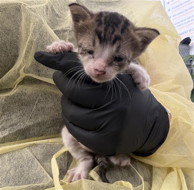 Blossom - Domestic Short Hair