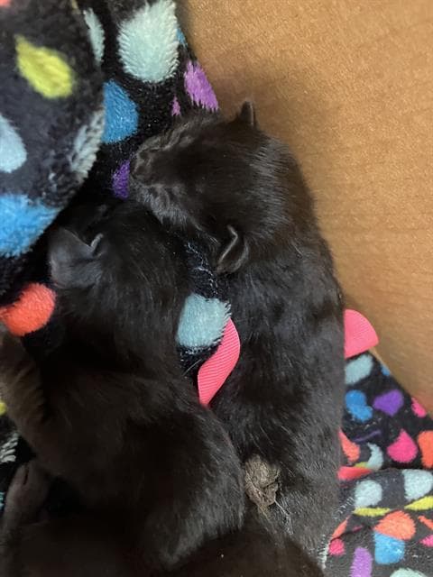Meeny - Domestic Short Hair