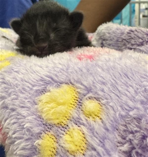 Meeny - Domestic Short Hair