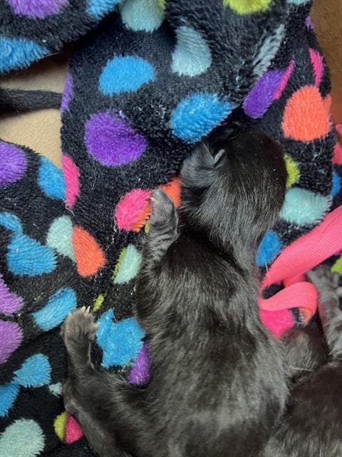 Mynee - Domestic Short Hair