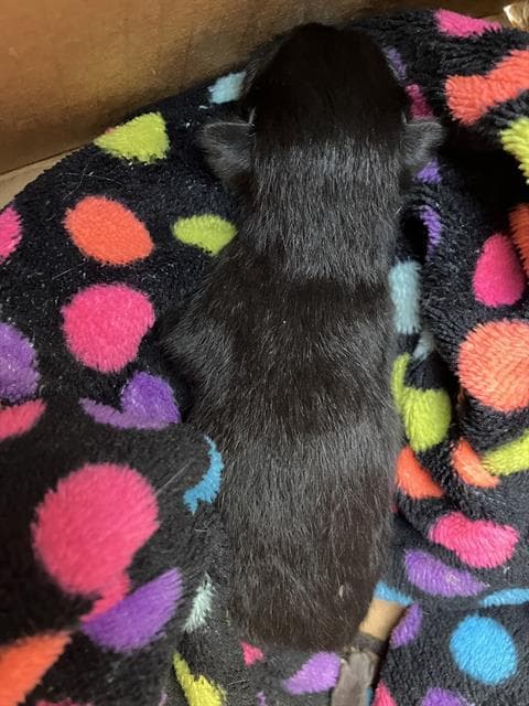 Moe - Domestic Short Hair