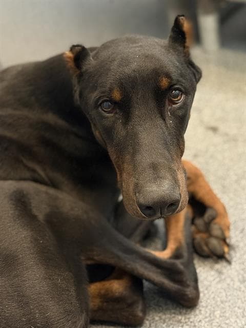 Mate - Doberman Pinscher