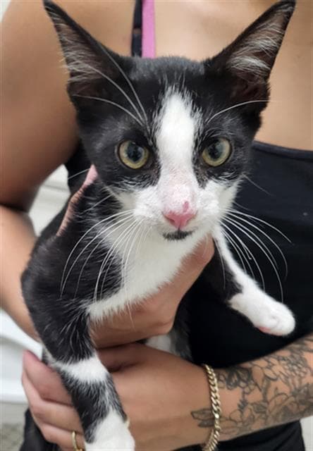 Jedediah - Domestic Medium Hair