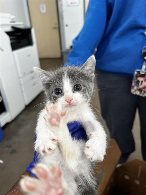Daisy - Domestic Medium Hair