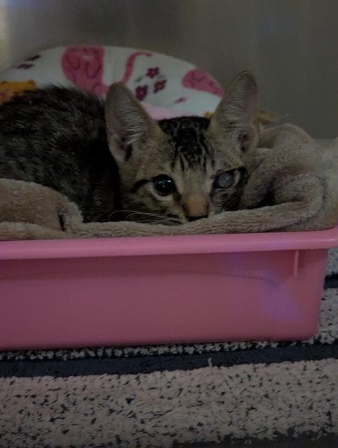 Bruno - Domestic Medium Hair