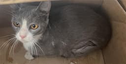 Kitty image 1