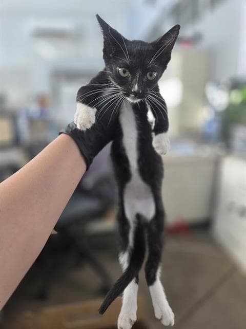 Jonny - Domestic Short Hair