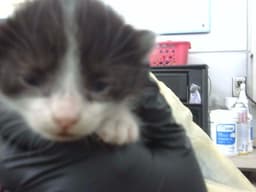 Larry image 1
