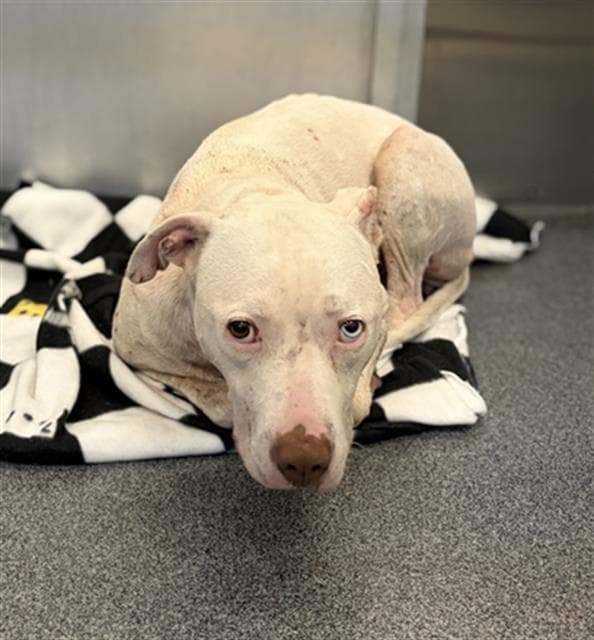 Coco - Pit Bull Terrier