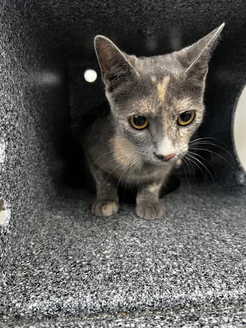 Molly - Domestic Medium Hair