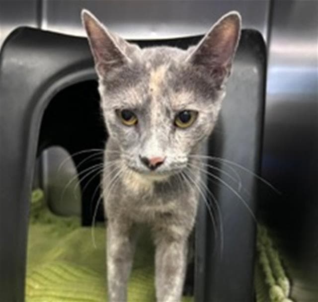 Molly - Domestic Medium Hair
