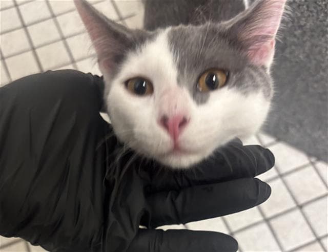 Romeo - Domestic Short Hair