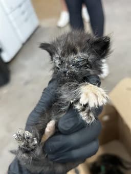 Fifi image 1