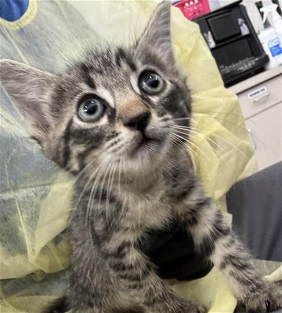 Maui - Domestic Short Hair