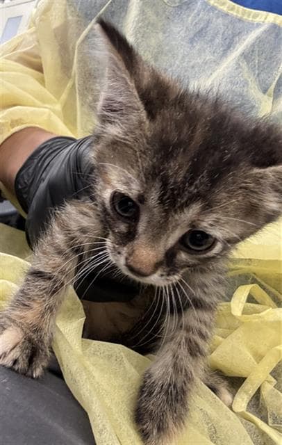 Sage - Domestic Short Hair