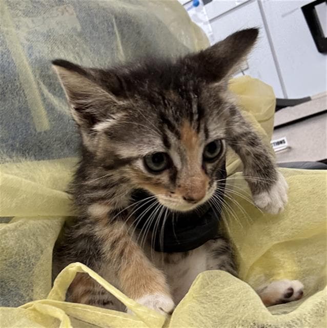 Juju - Domestic Short Hair