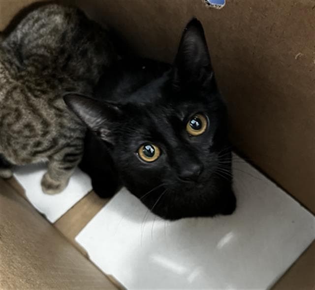 Brownie - Domestic Short Hair