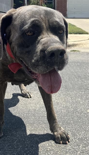 Biggie - Cane Corso Mastiff