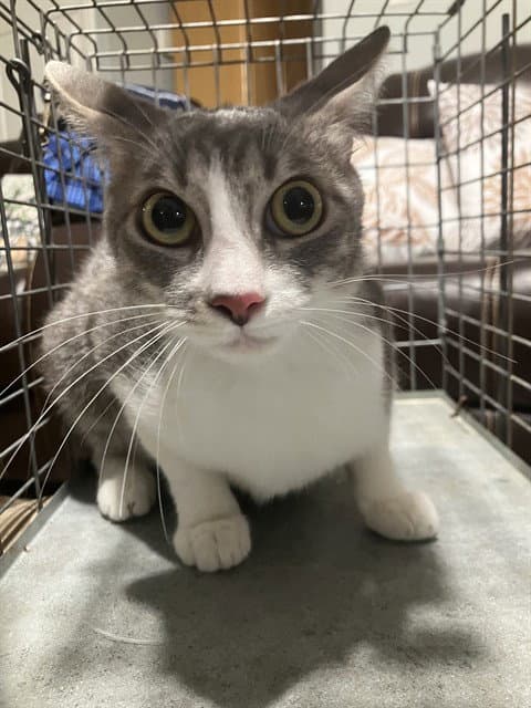 Tree - Domestic Short Hair