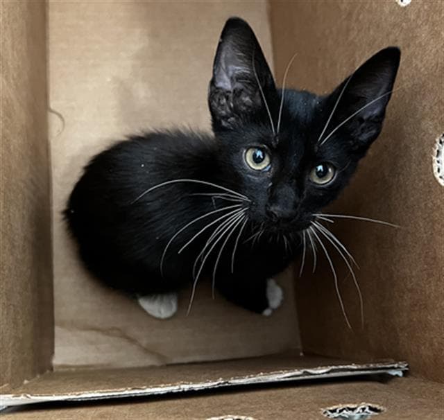 Eddy - Domestic Medium Hair
