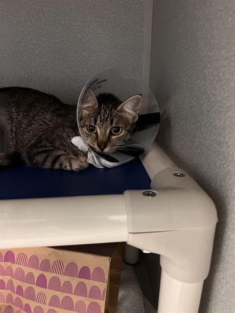 Luna - Domestic Short Hair