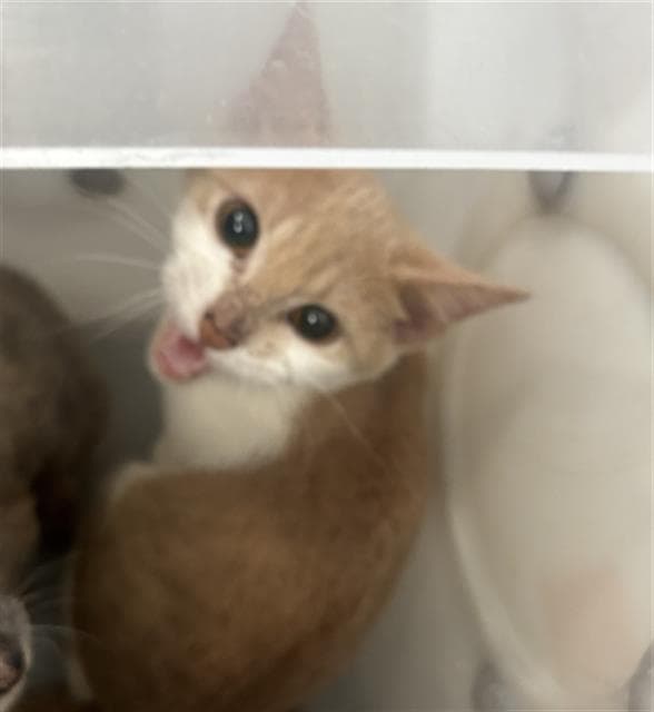 Lily - Domestic Short Hair