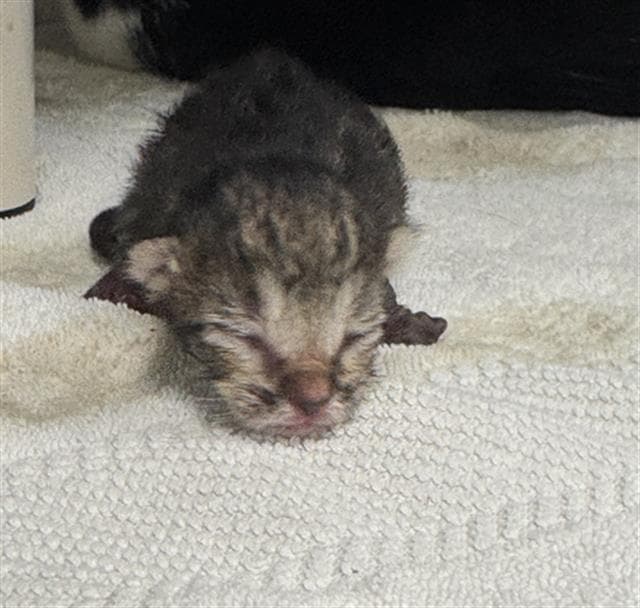 Unknown - Domestic Short Hair