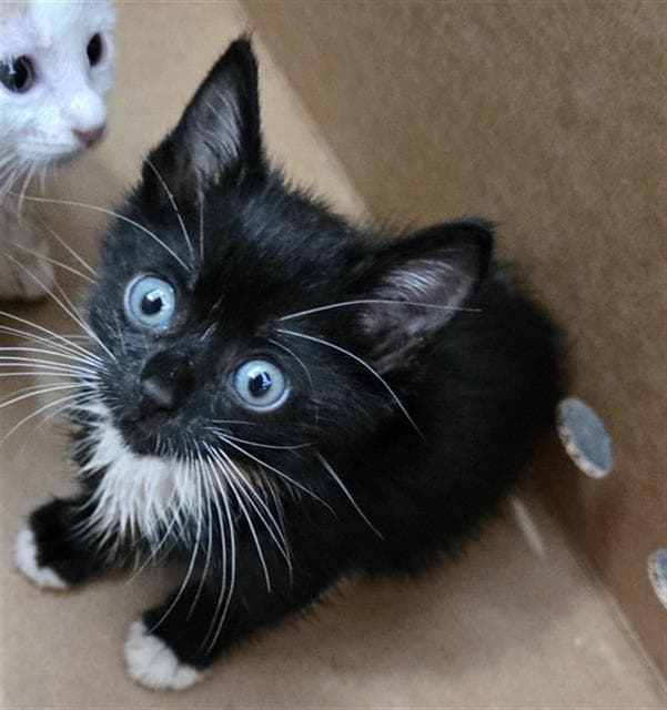 Isla - Domestic Medium Hair