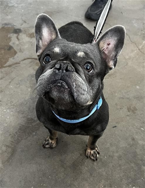 Bruce - French Bulldog