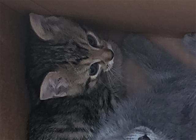 Cafe - Domestic Medium Hair