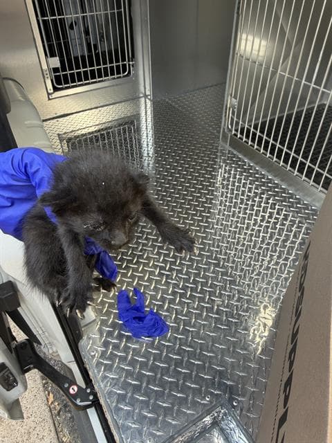 Fawn - Domestic Short Hair